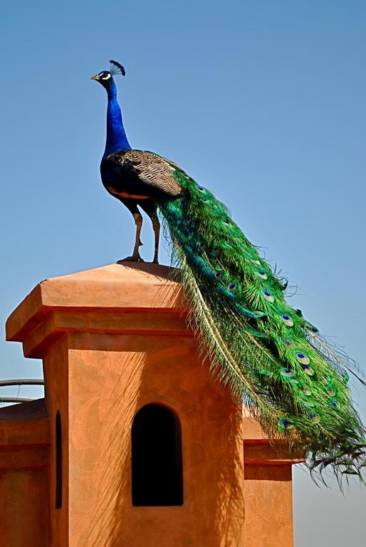 Riad Al Mendili Private Resort & Spa Had Abdallah Rhiat Eksteriør billede